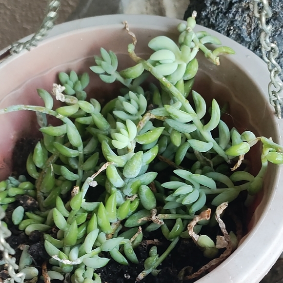 Hanging Planter - Picture 3 of 3